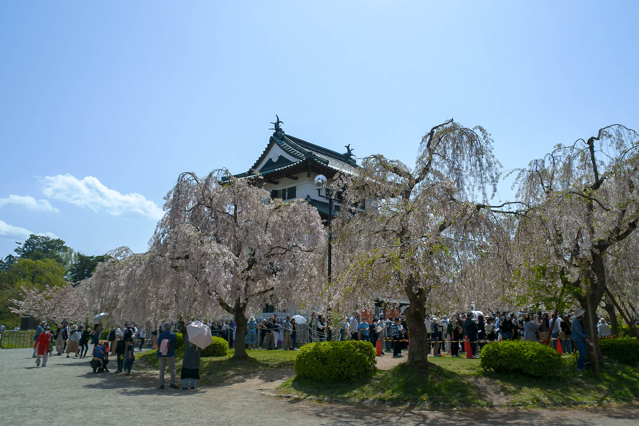 弘前城と枝垂れ桜