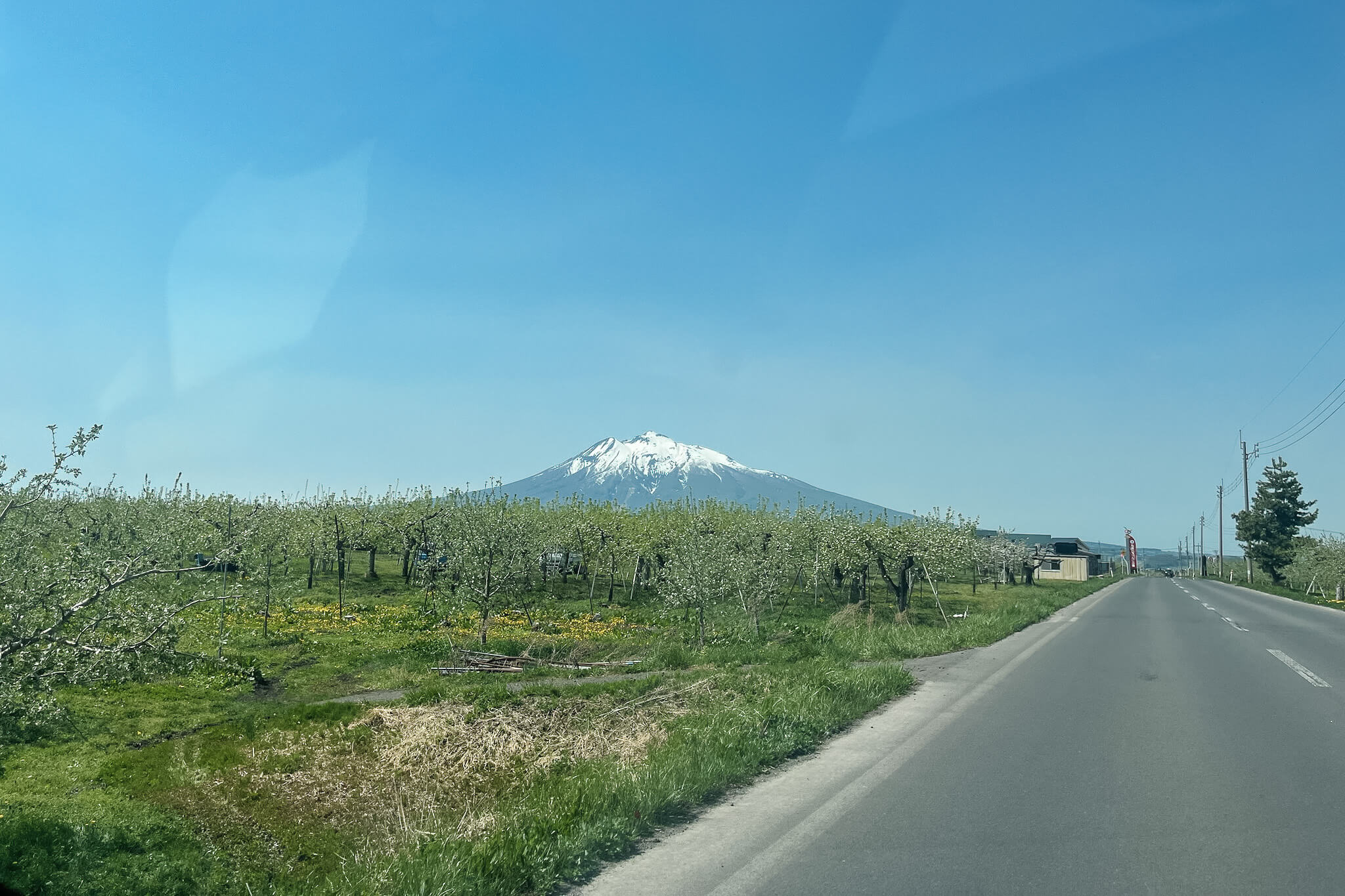 リンゴ畑と岩木山