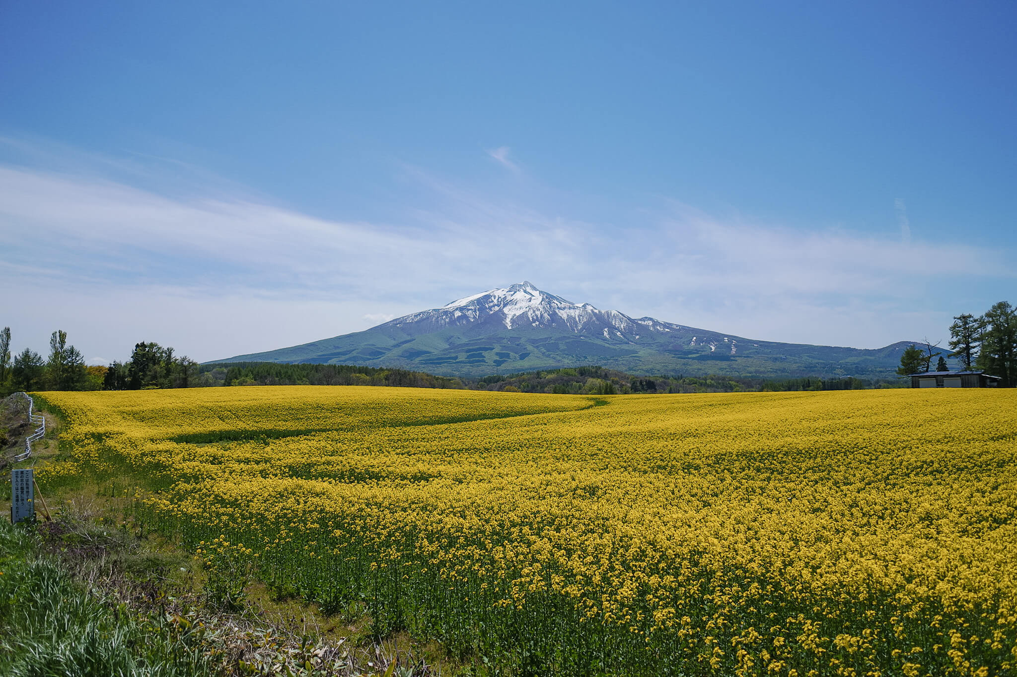 菜の花畑と岩木山