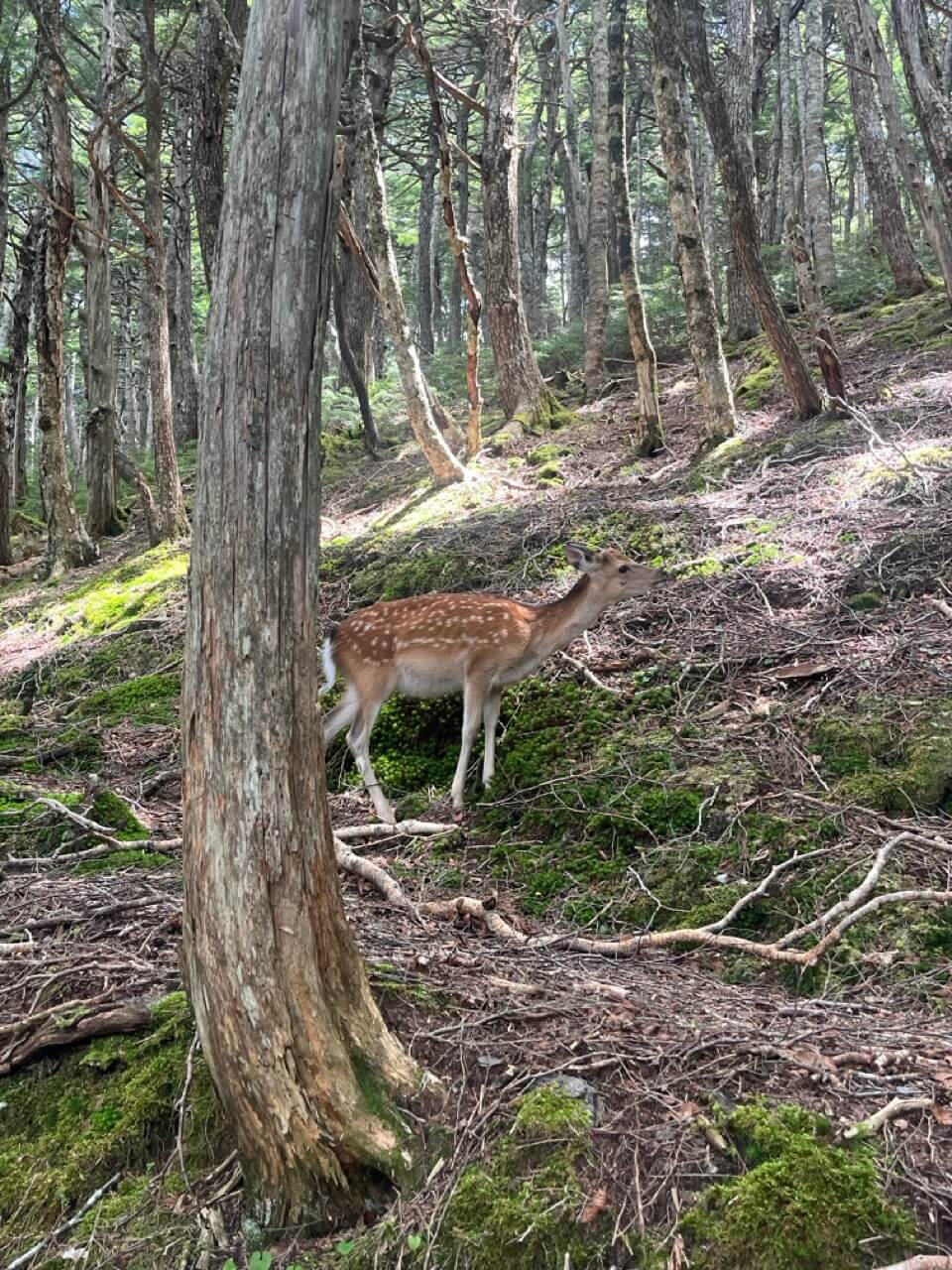 ニホンジカ