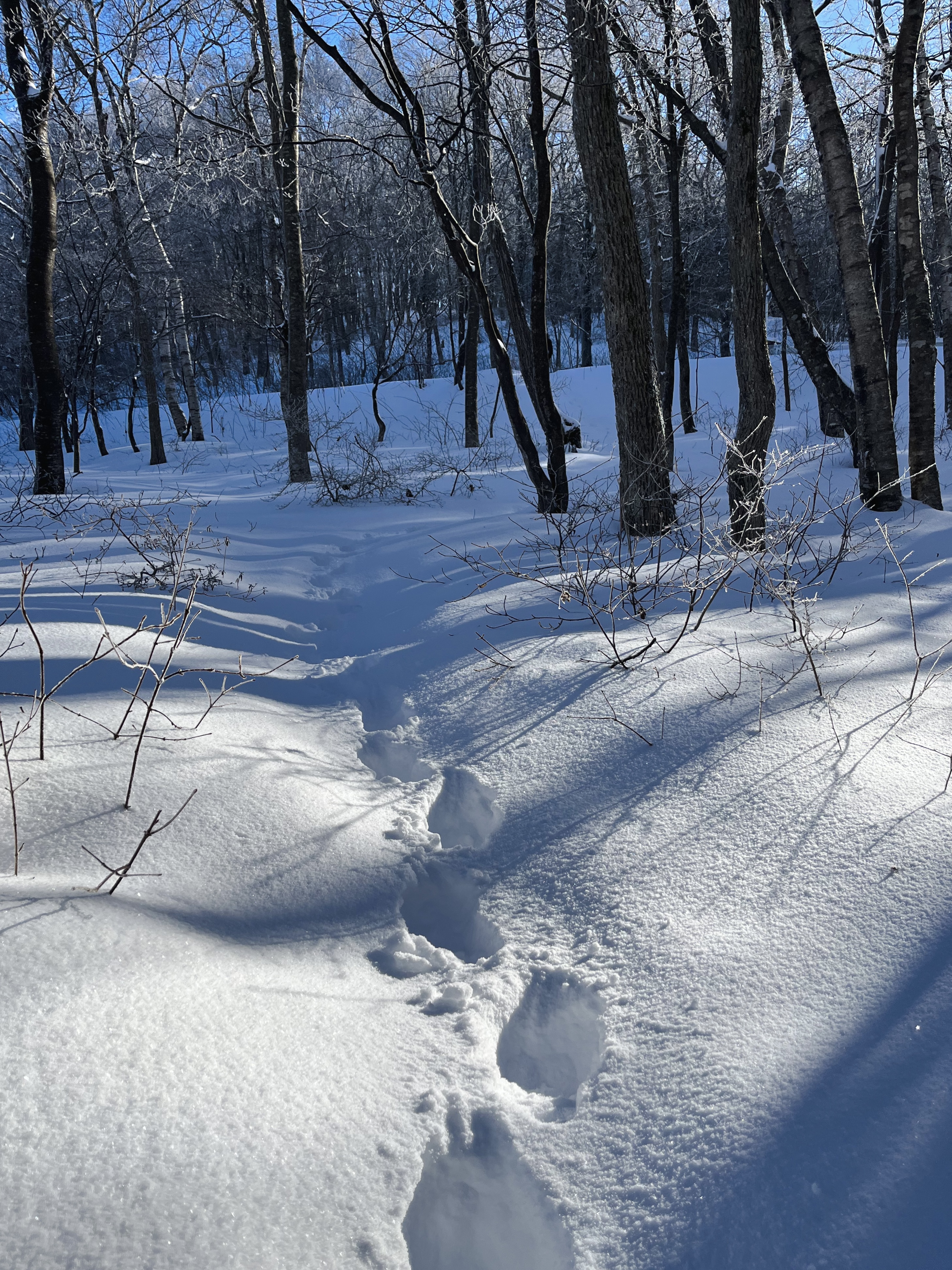 階上岳雪山登山、標高を上げてきた