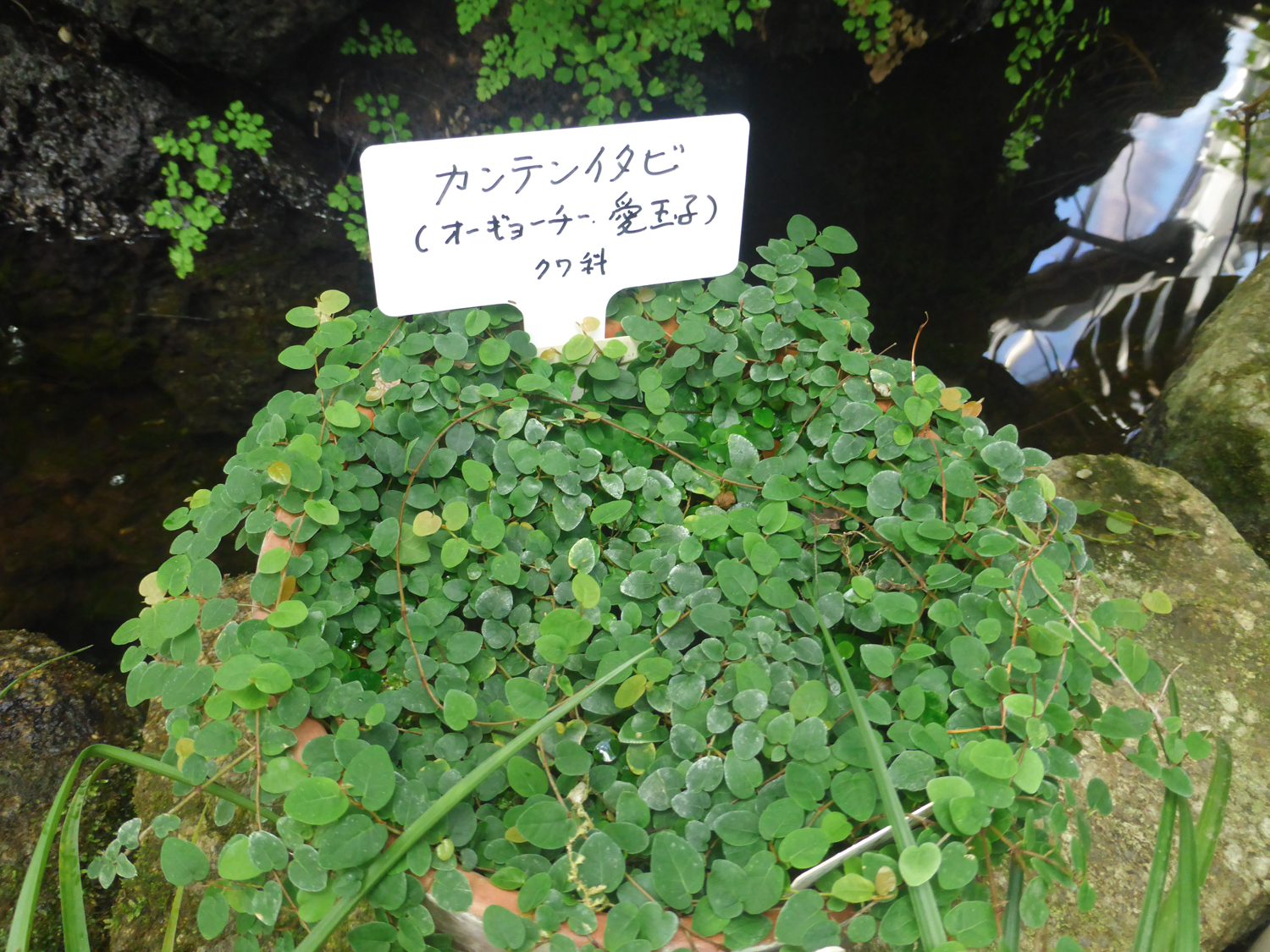 カンテンイタビ