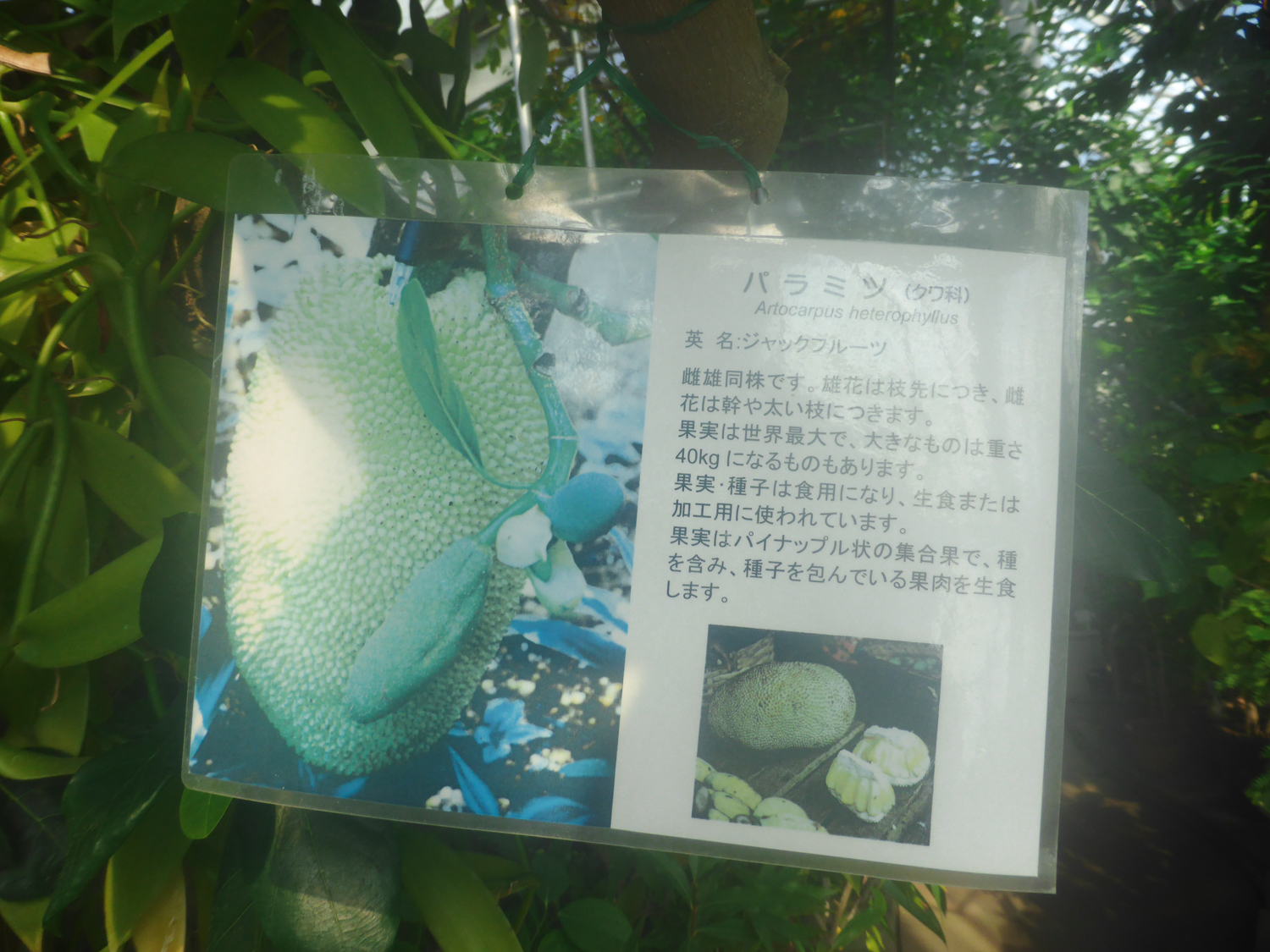 パラミツ