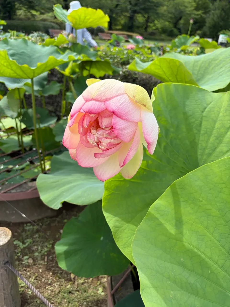 蓮の花