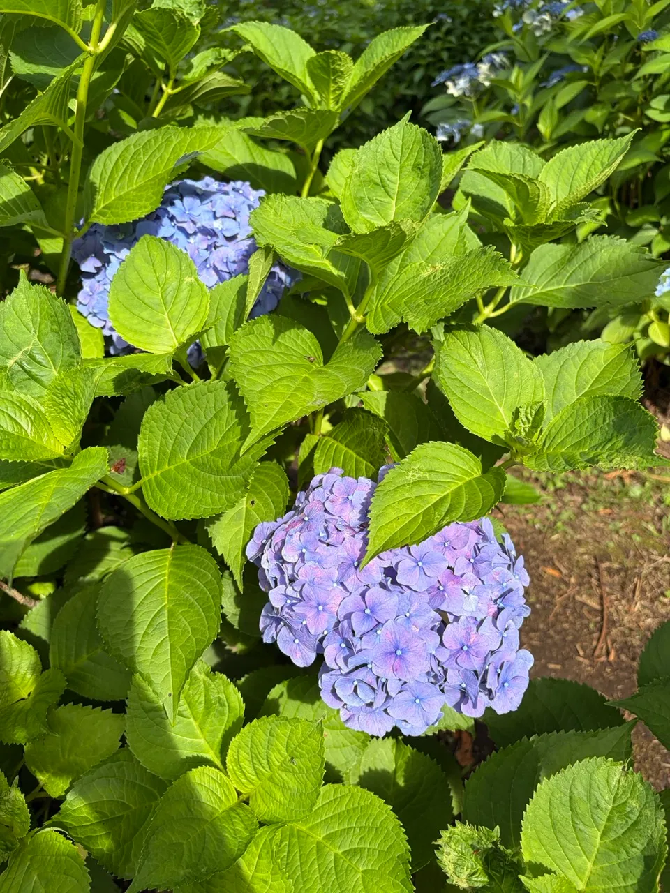 紫陽花