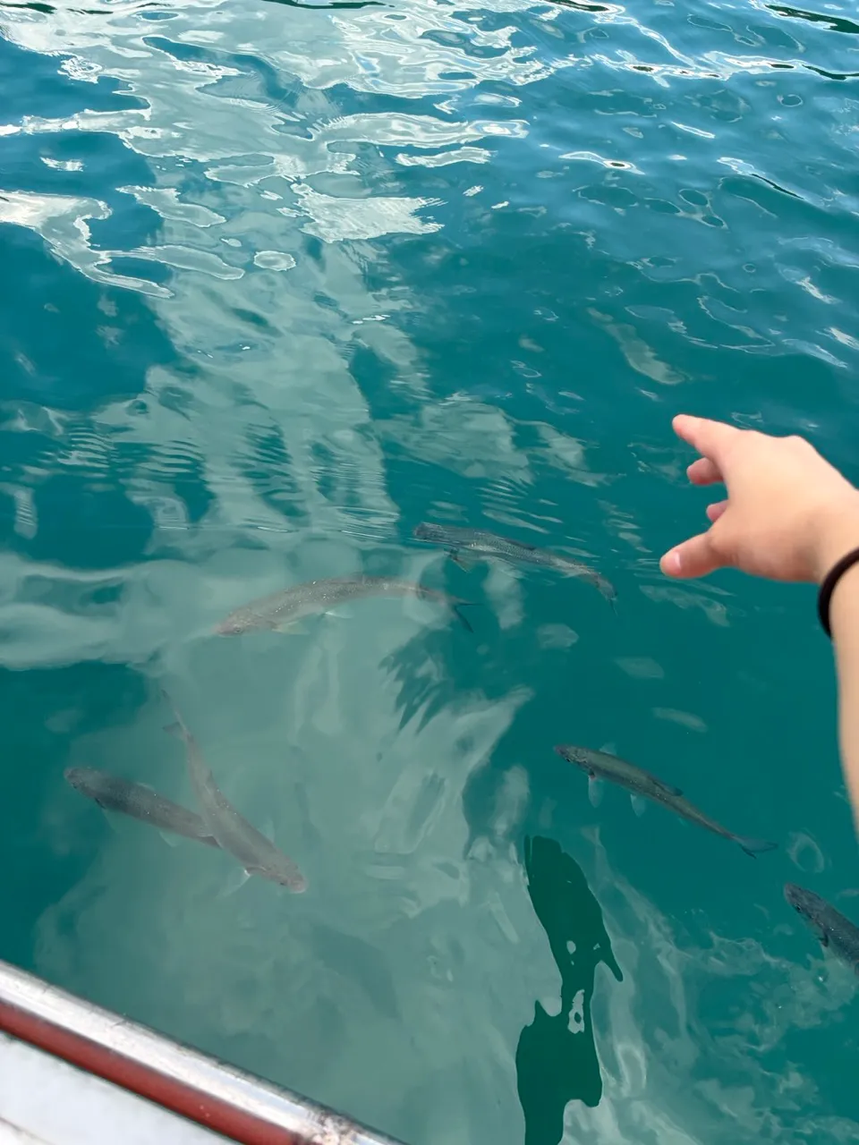 魚がいるエメラルドグリーンの湖面